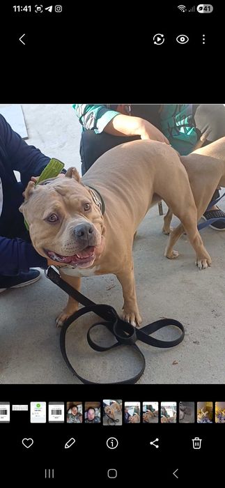 Пит-буль    щенки