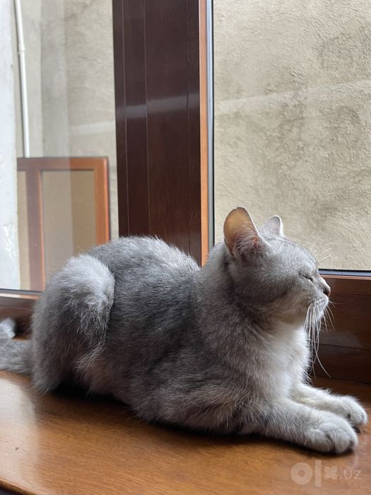 Brittish Shorthair Mushuk