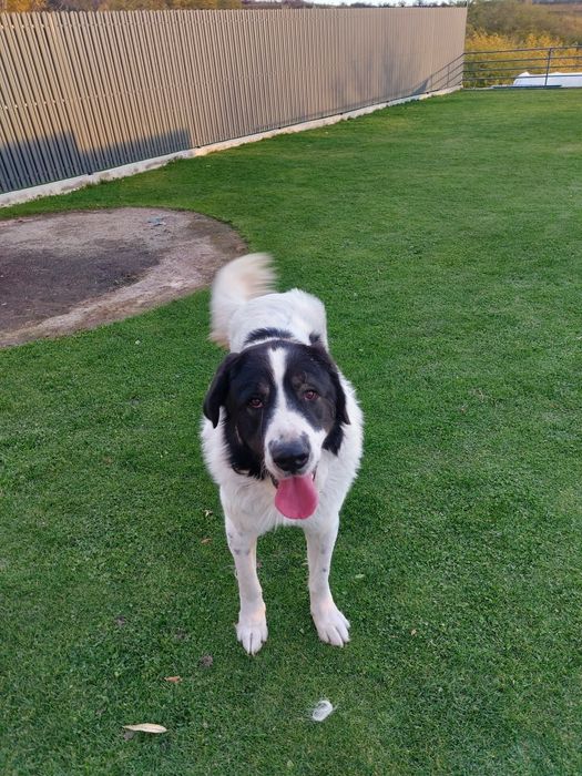 Vând Ciobănesc de Bucovina