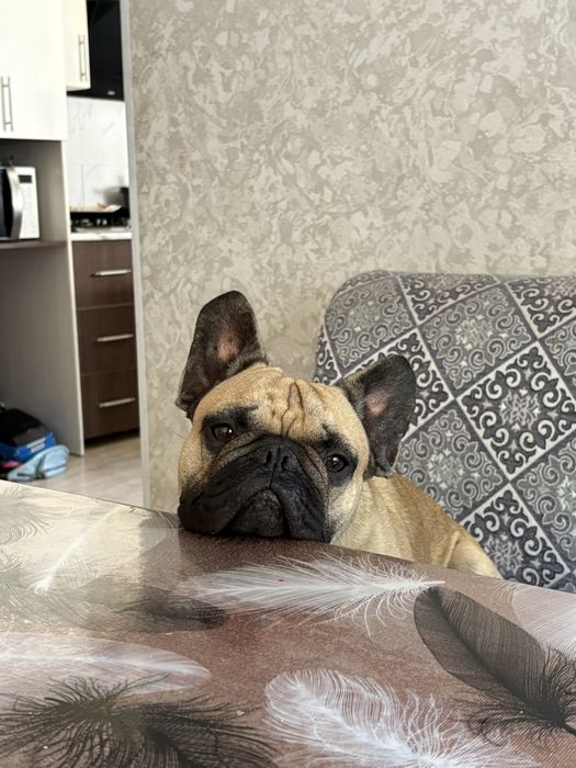 Французский бульдог вязка