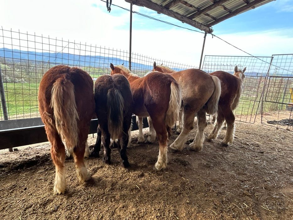 Manji de vanzare 7 Bucăți