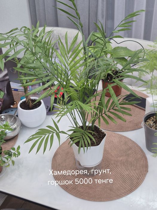 Продам комнатные растения
