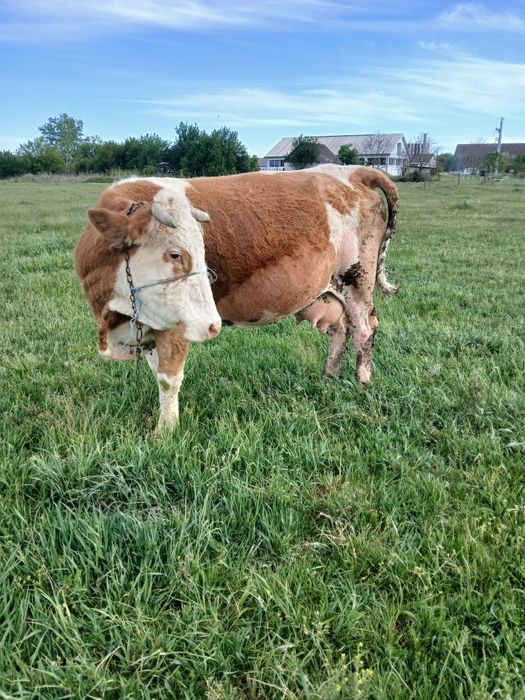 Vand vaca de 10 ani baltata românească