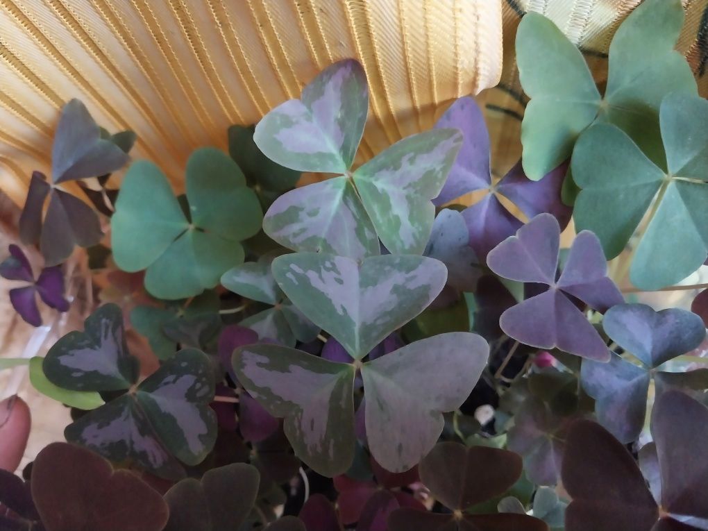 Авито кислицы. Oxalis triangularis акварель.