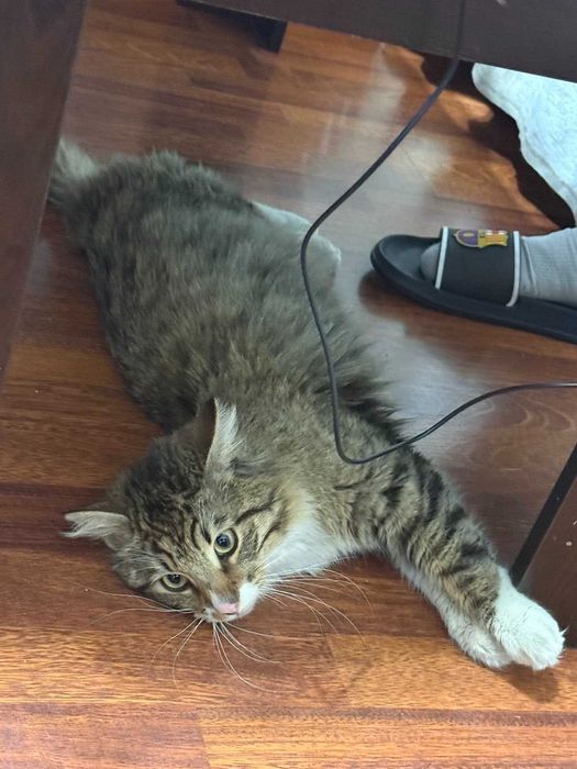 Дългокосмест прекрасник търси дом / може и приемен