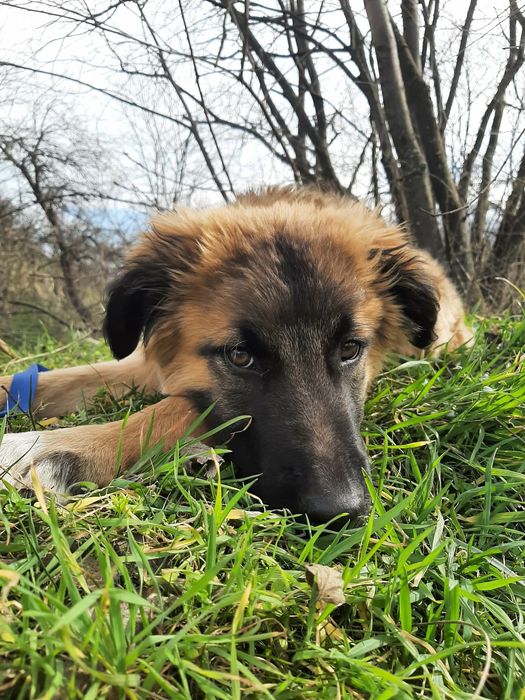 Мъжко кученце на 4-5 месеца търси спешно дом!