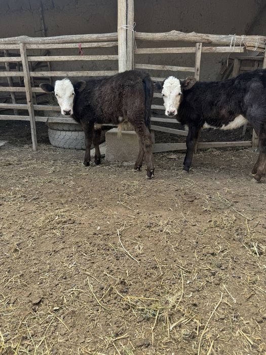 Парода Бұзаулы Сиыр