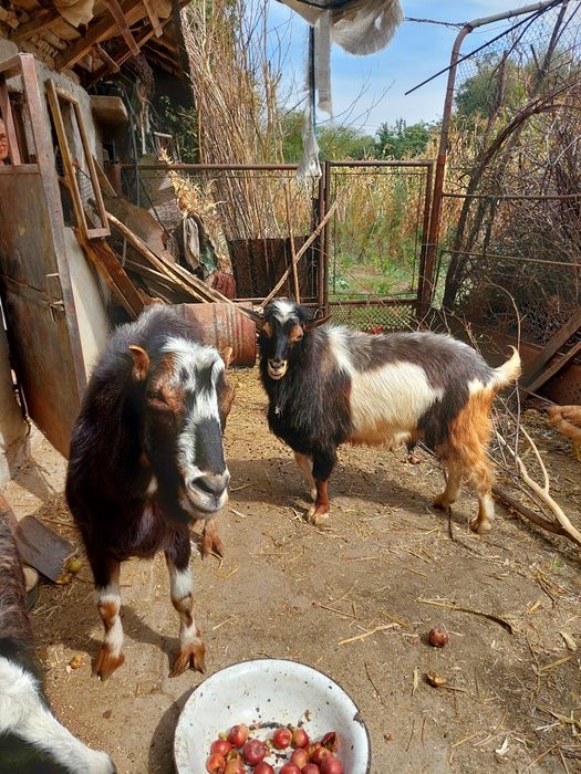 De vanzare doi țapi