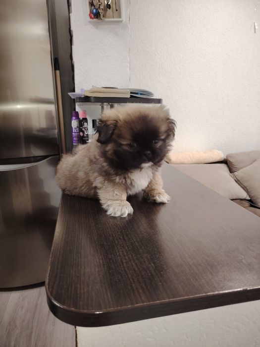 Мъжко пекинезче родено 3.12.2025