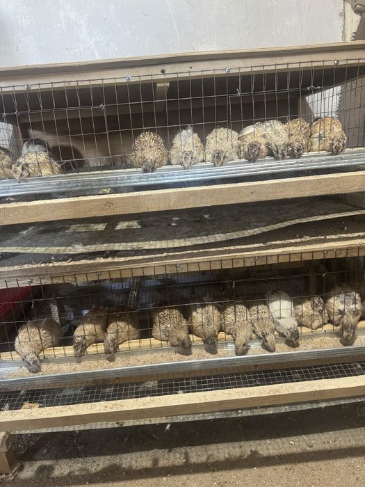 Перепёлка перепёлки бодене