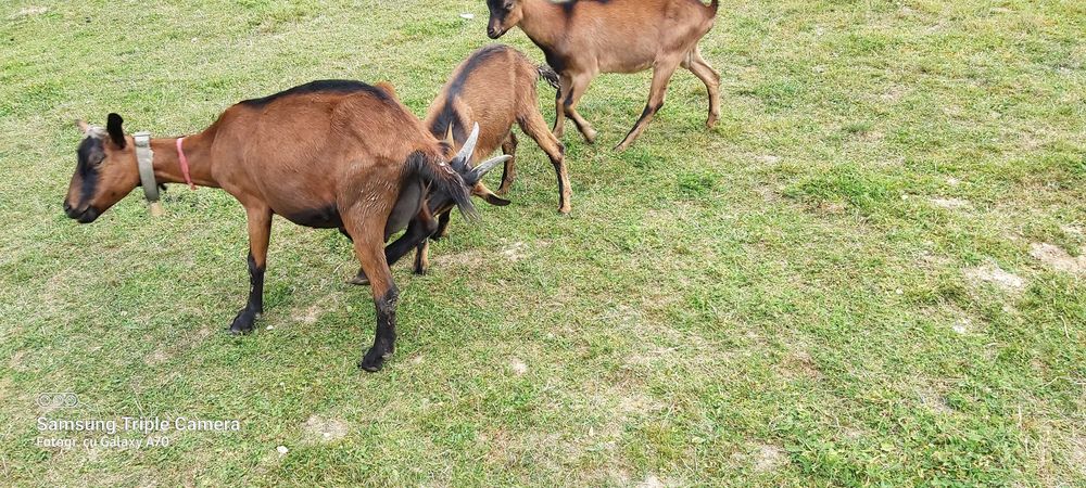 Vind țapisori  rasă  alpină franceză !
