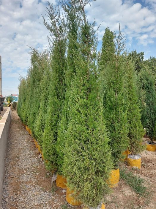 archa kuchatlar bor xarhil kuchatlar mevalik kuchatlarxam bor