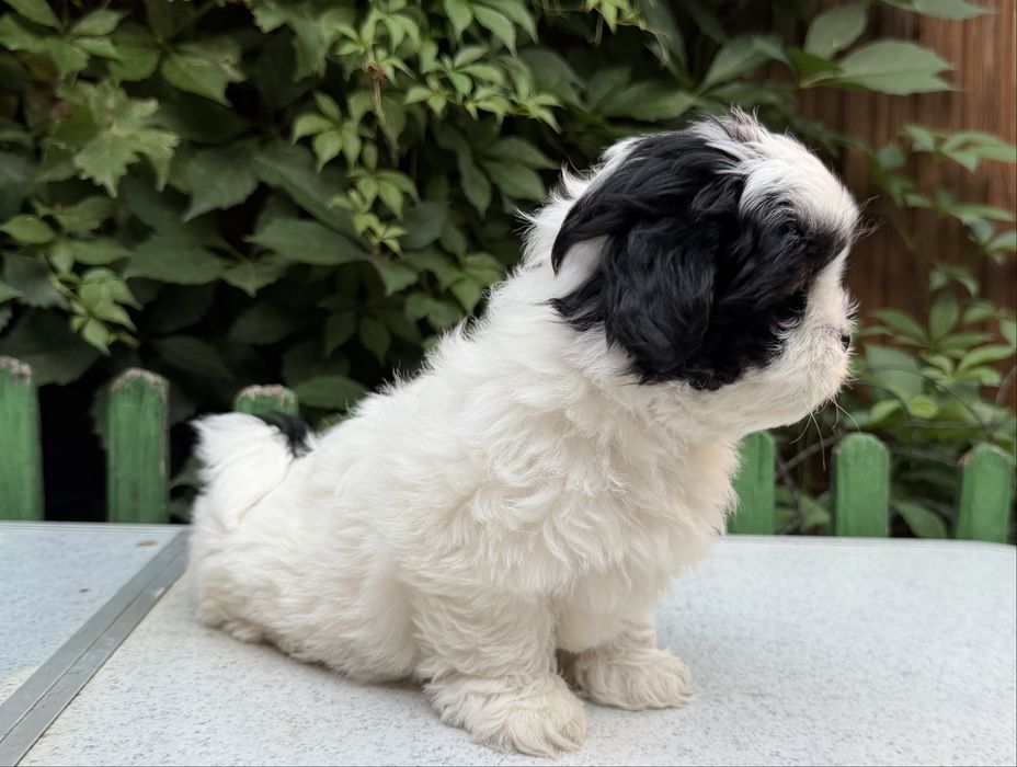 Shih Tzu femela!