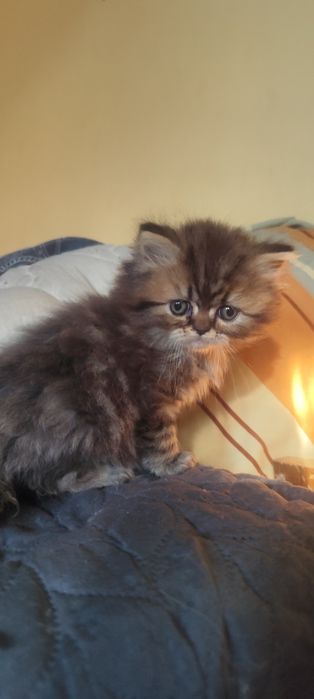 Персийски бебета