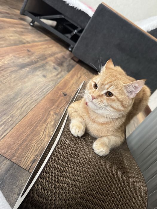 Отдам даром .