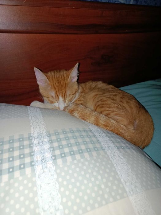 Котёнок по имени Лео