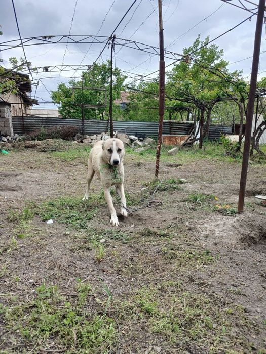 Cupon kuchuk pagodas.