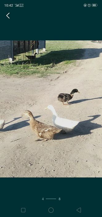 Утки пекинки и Башкирки