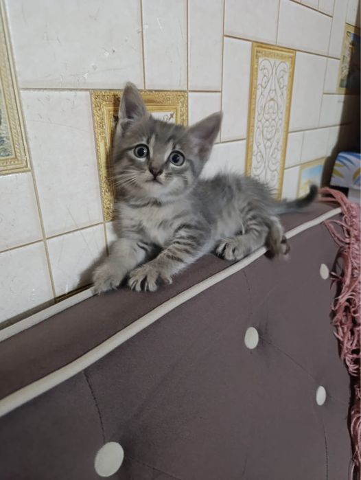 Котята ухоженые