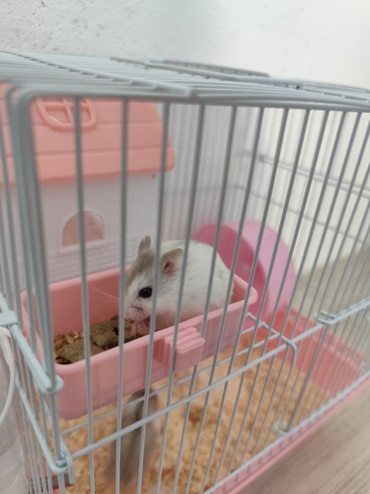 3 hamsteri + cușca cu toate accesoriile