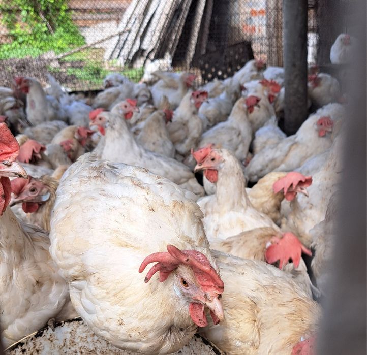 Несушки Доставка