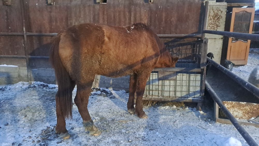 Ат сатылады/ Продается конь