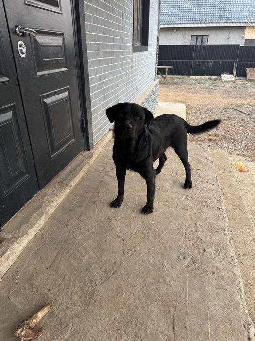 Ротвейлер лабрадор мальчик