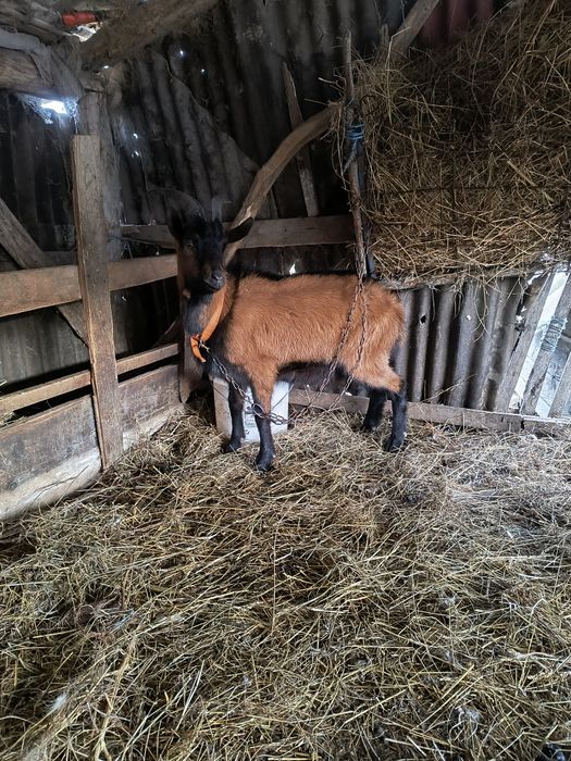 Pereche alpine disponibile