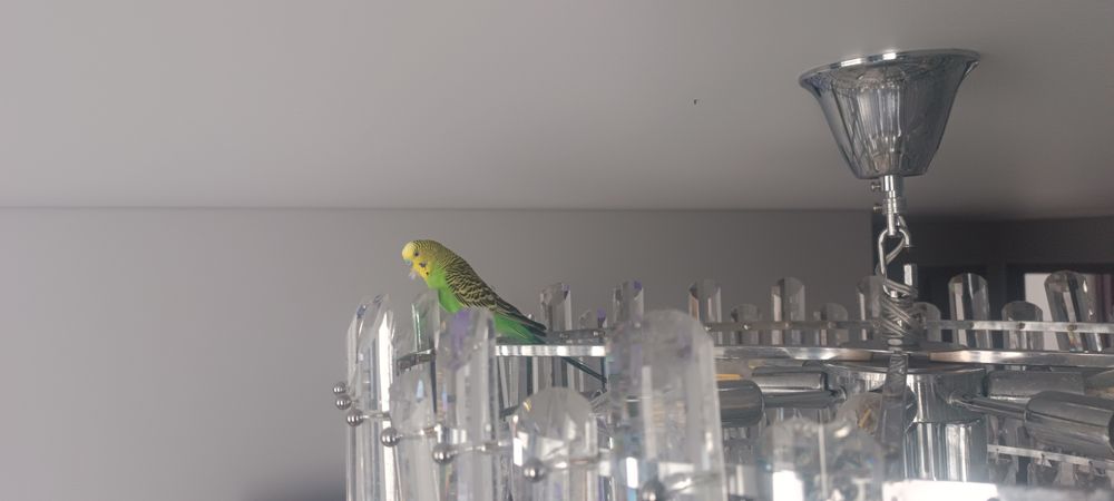 Волнистый попугай