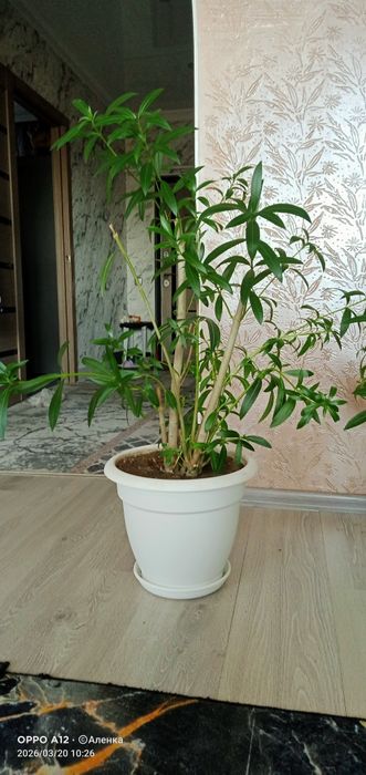 Олеандр домашний цветок