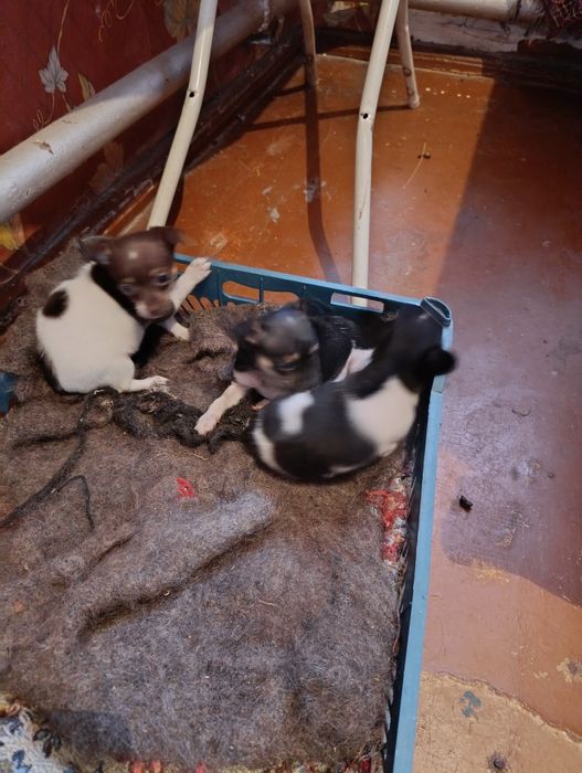 Щенки Тор Терье.