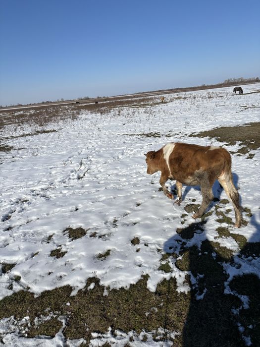 Продам телку