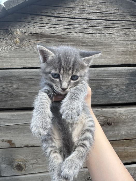 Котенок в добрые руки