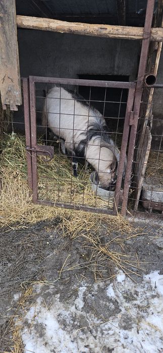 Țap de vanzare pentru sacrificat sau reproducere