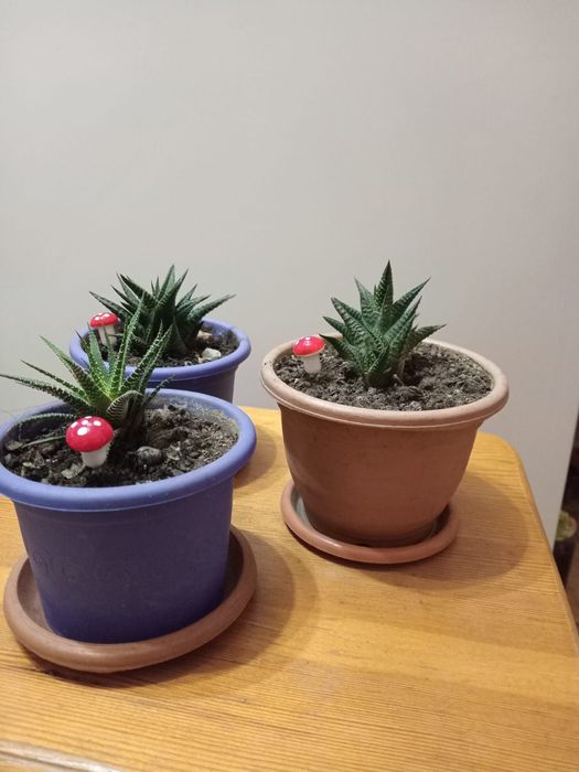 Хавортия  в горшке