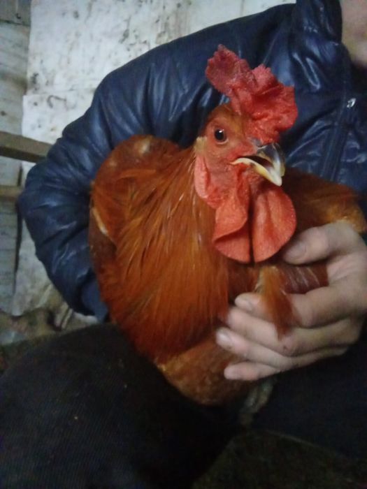 Петухи,куры,курица