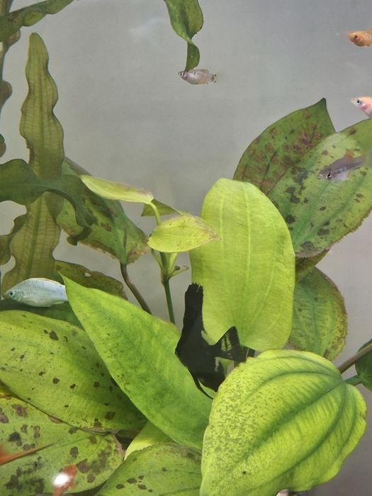 Скалярий 3шт черный бархат