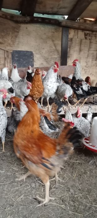 Продам домашнее петухов