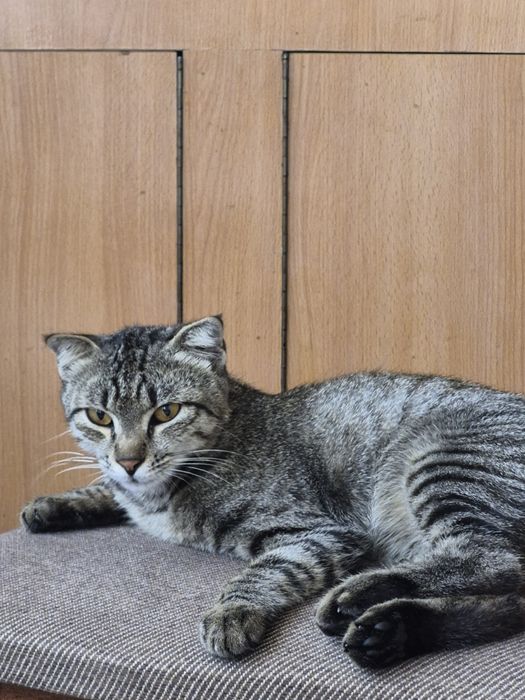 Котик-вислоушка бесплатно