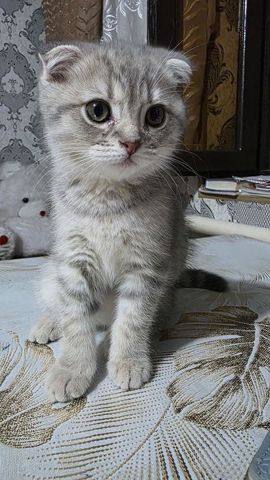 Mushuk bolasi 2.5 oylik