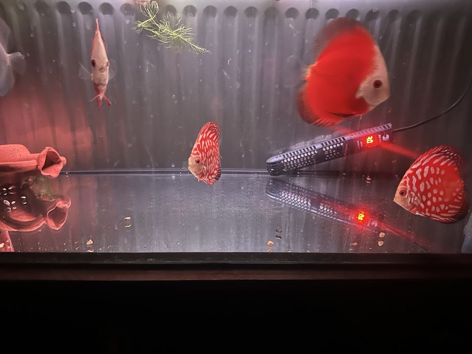 Продавам млади дискуси