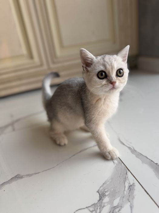 Шиншила чистокровная