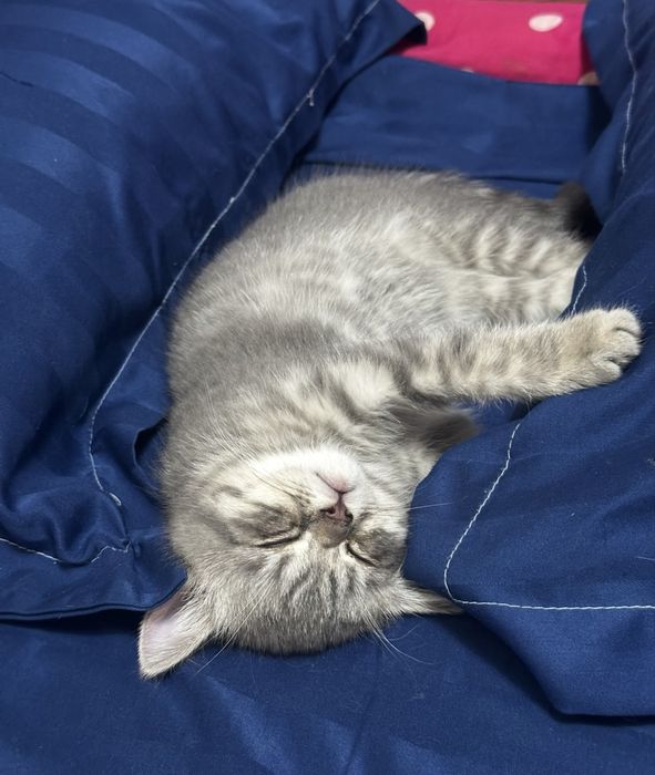 Продам шотландских котят
