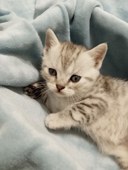 Продаются котята Scottish straight