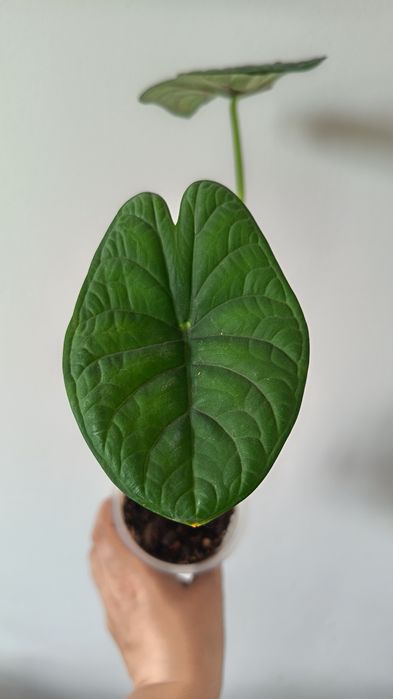 Красивая Алоказия   мело