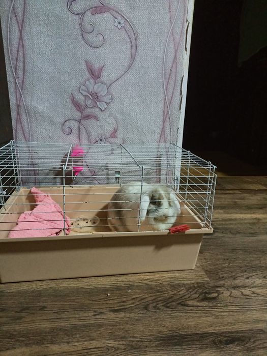 Продам декоративного кролика