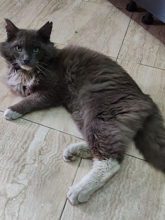 Продам котят в хорошие руки