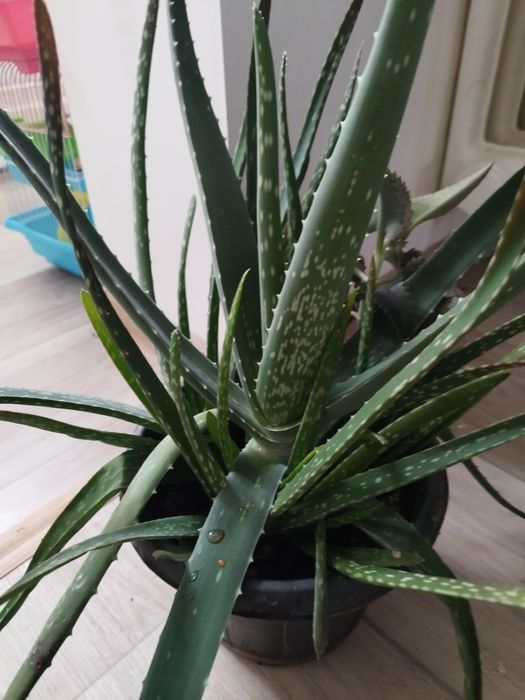 Продам алоэ Вера готов на лечение старше 3 лет