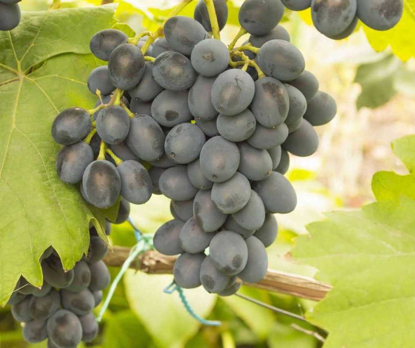 Struguri pentru vin - Vaslui - Solesti