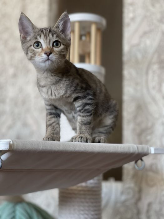 Котенок 2.5 месяца
